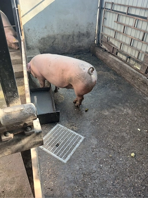 Porci de vanzare  - imagine 3