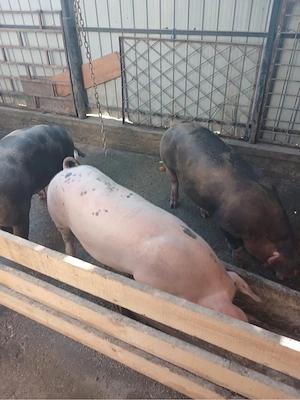 Porci de vanzare 