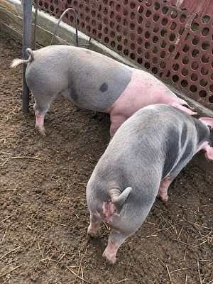 de vanzare porci  - imagine 2