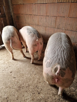 Porc de vanzare