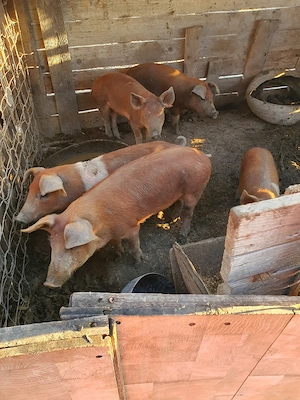 purcelusi de vanzare