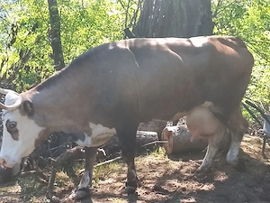 Vând vacă buna de lapte gestantă in 5 vaca vine la pachet cu junca iar acesa are un An 