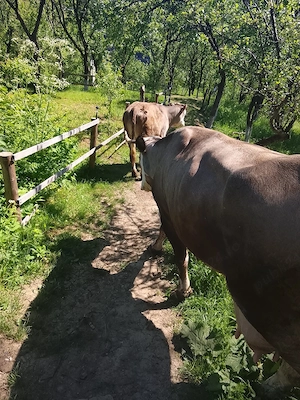 Vând vacă buna de lapte gestantă in 5 vaca vine la pachet cu junca iar acesa are un An  - imagine 4