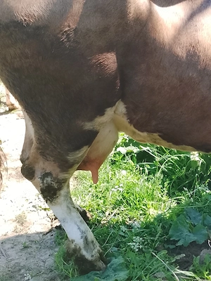 Vând vacă buna de lapte gestantă in 5 vaca vine la pachet cu junca iar acesa are un An  - imagine 3