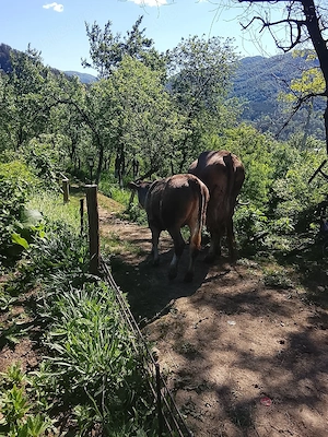 Vând vacă buna de lapte gestantă in 5 vaca vine la pachet cu junca iar acesa are un An  - imagine 5