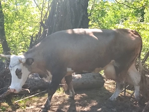 Vând vacă buna de lapte gestantă in 5 vaca vine la pachet cu junca iar acesa are un An  - imagine 2
