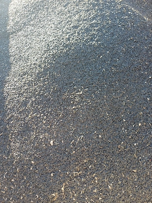 floarea soarelui