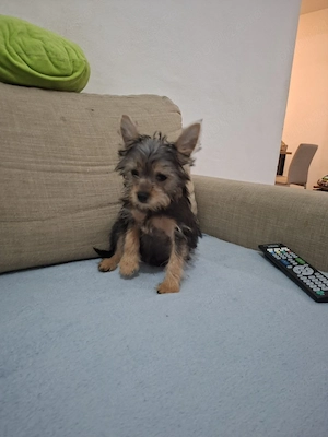 Yorkshire terrier
