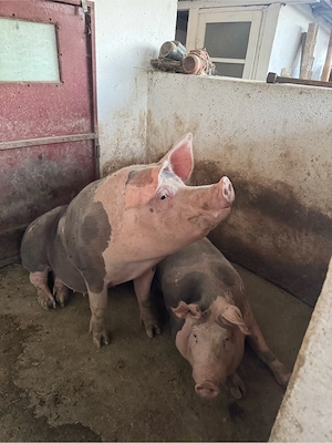 Porci Grasi de vanzare calitate premium
