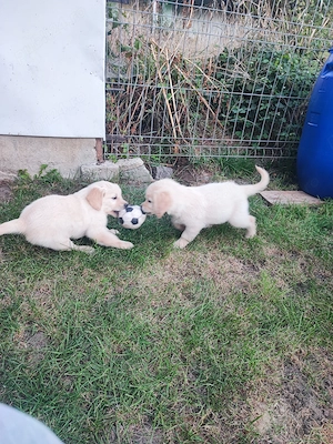 Pui Golden Retriever  - imagine 2