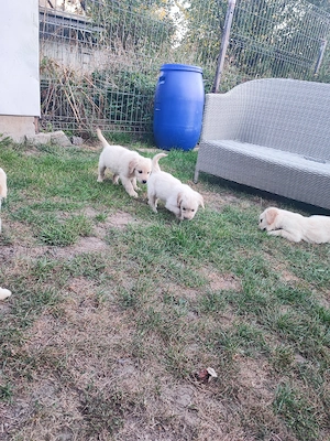 Pui Golden Retriever  - imagine 3