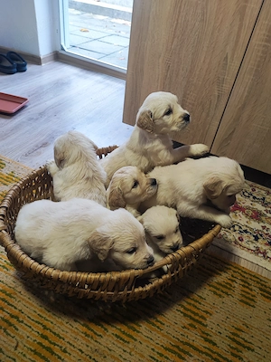 Pui Golden Retriever  - imagine 5