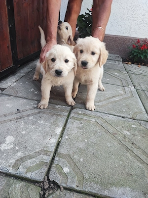 Pui Golden Retriever  - imagine 4