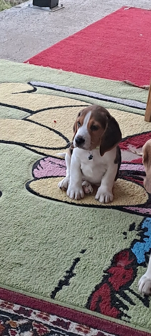 cățel beagle - imagine 4
