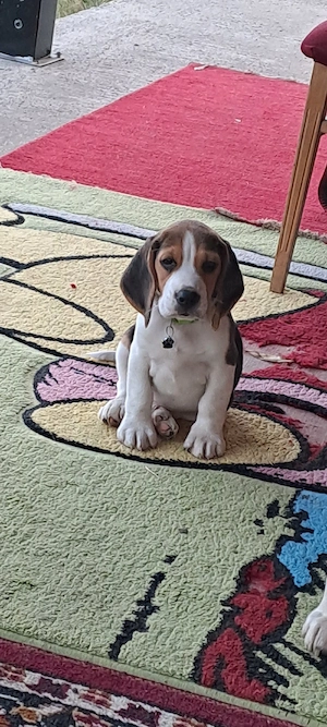 cățel beagle - imagine 3