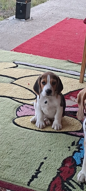 cățel beagle - imagine 2