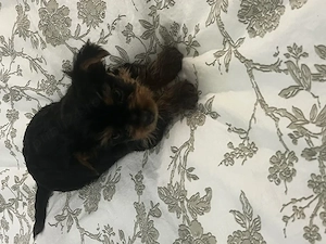 pui yorkshire terrier 6 saptamani - imagine 3