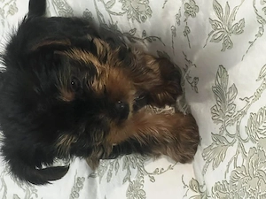 pui yorkshire terrier 6 saptamani - imagine 4