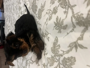 pui yorkshire terrier 6 saptamani - imagine 2