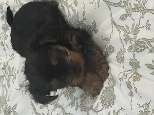 pui yorkshire terrier 6 saptamani - imagine 5