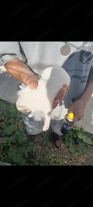 Dau Bichoni de 1 luna
