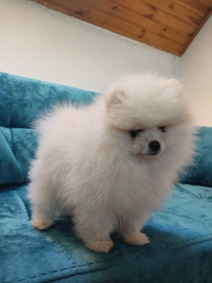 Pomeranian căței  - imagine 4