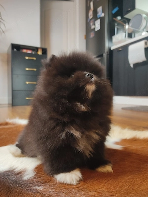 Pomeranian căței 