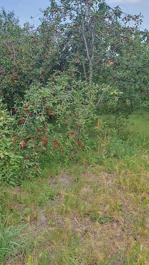 teren agricol