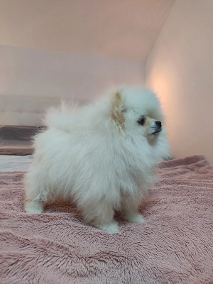 Pomeranian căței  - imagine 5