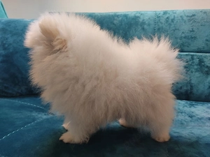Pomeranian căței  - imagine 3