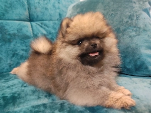 Pomeranian căței  - imagine 2