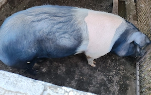 Porc bazna