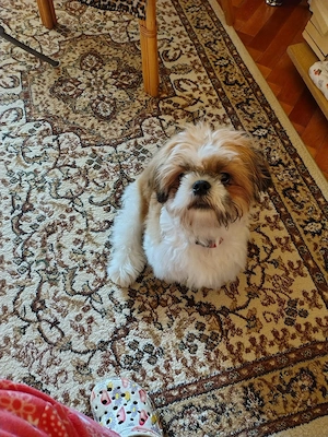 Vand pui Shih Tzu  - imagine 3
