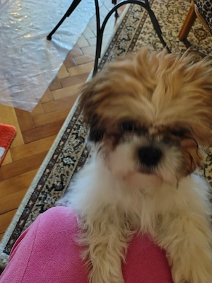 Vand pui Shih Tzu  - imagine 2