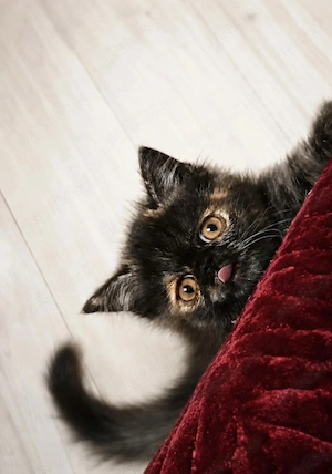 Pisica norocoasa persana exotic shorthair extremal tortie  - imagine 4