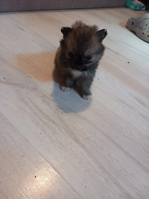 Căței Shih.tzu cu pomeranian