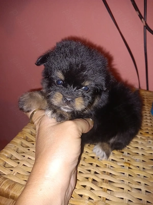Puiuți yorkshire toy