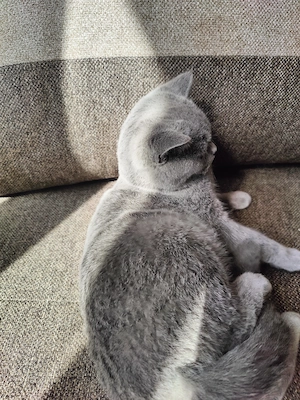 Pisoi British shorthair Blue 