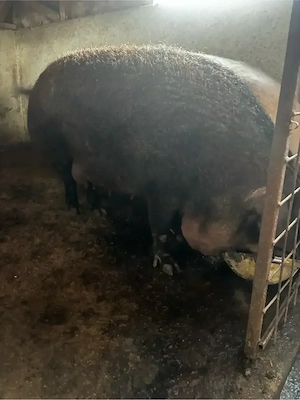 porc mangalita pentru sacrificat  - imagine 2