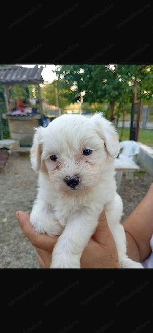 Bichon maltez 