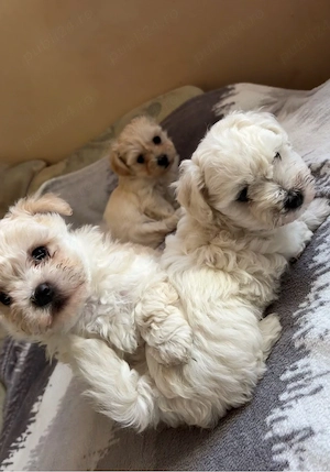 Bichon havanez  - imagine 5
