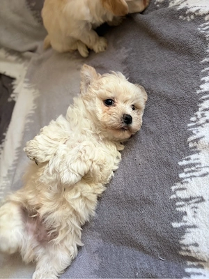Bichon havanez  - imagine 4