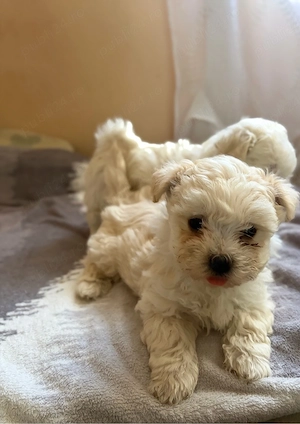 Bichon havanez  - imagine 2