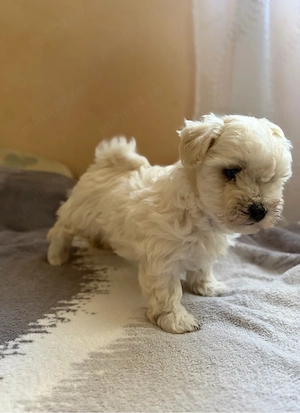 Bichon havanez  - imagine 3
