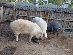 Porci de Țară 