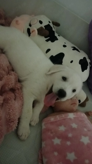 cane corso si Labrador de vânzare  - imagine 3