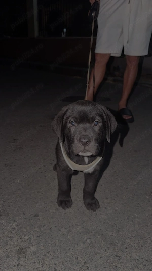 cane corso si Labrador de vânzare  - imagine 2