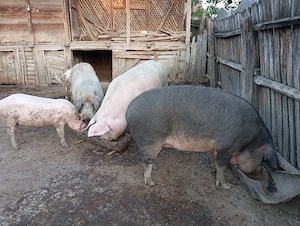 Porci Mari de Țară.