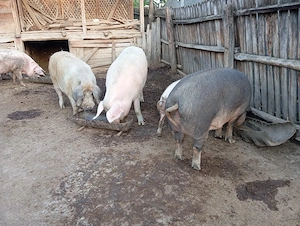 Porci de Țară  - imagine 3