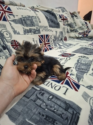 Yorkshire terrier - imagine 4